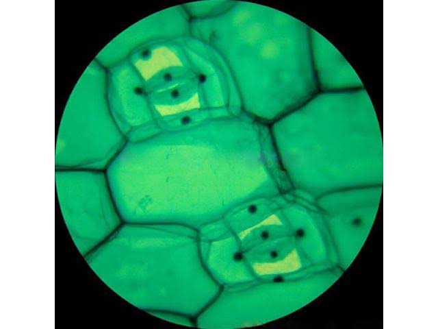 40X-1600X Trinocular Microscope with 8MP Camera Z370875