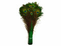 20-25x22 Kelly Green Dyed Peacock Tail Eye Feathers K429