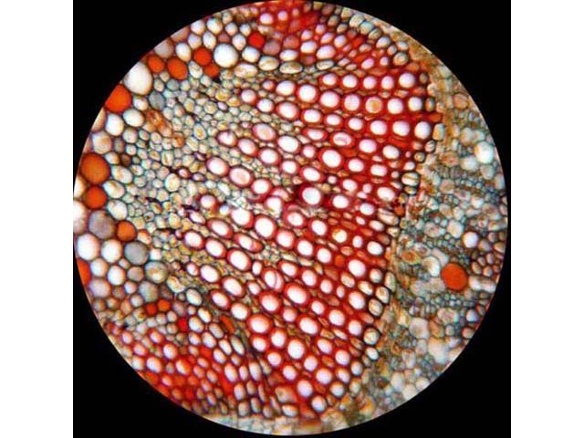 40X-1600X Trinocular Microscope with 8MP Camera Z370875